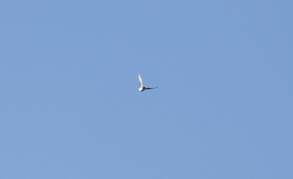 Tree Swallow - ML616136578