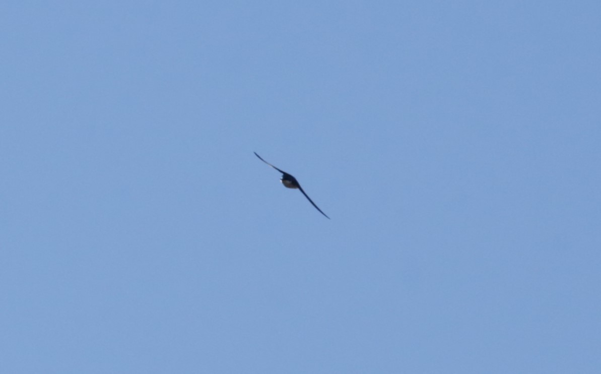 Tree Swallow - ML616136579