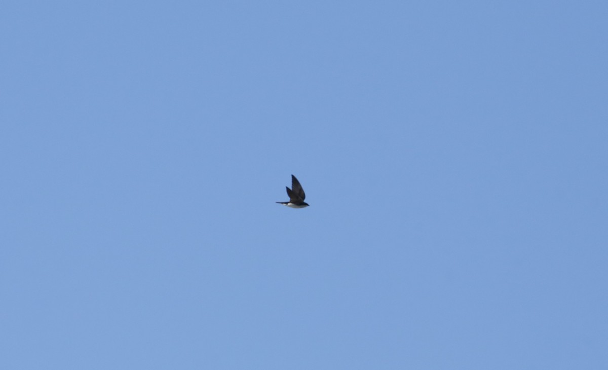 Tree Swallow - ML616136580