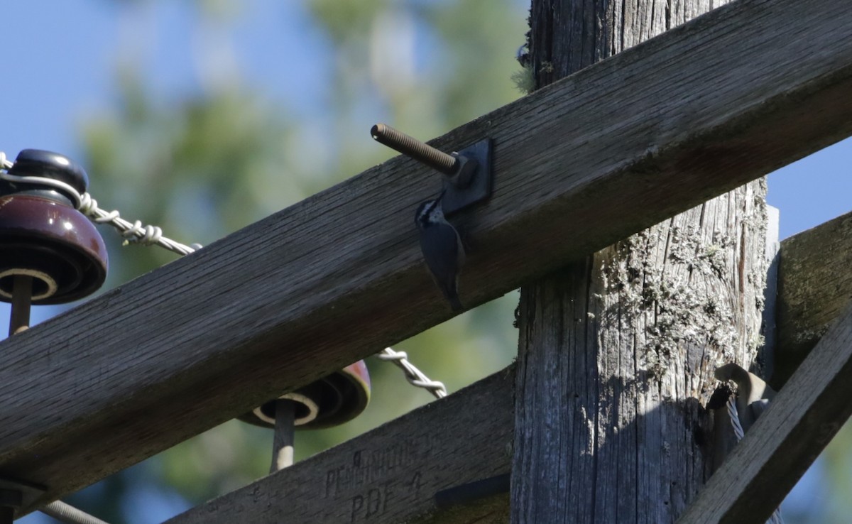 Red-breasted Nuthatch - ML616136586