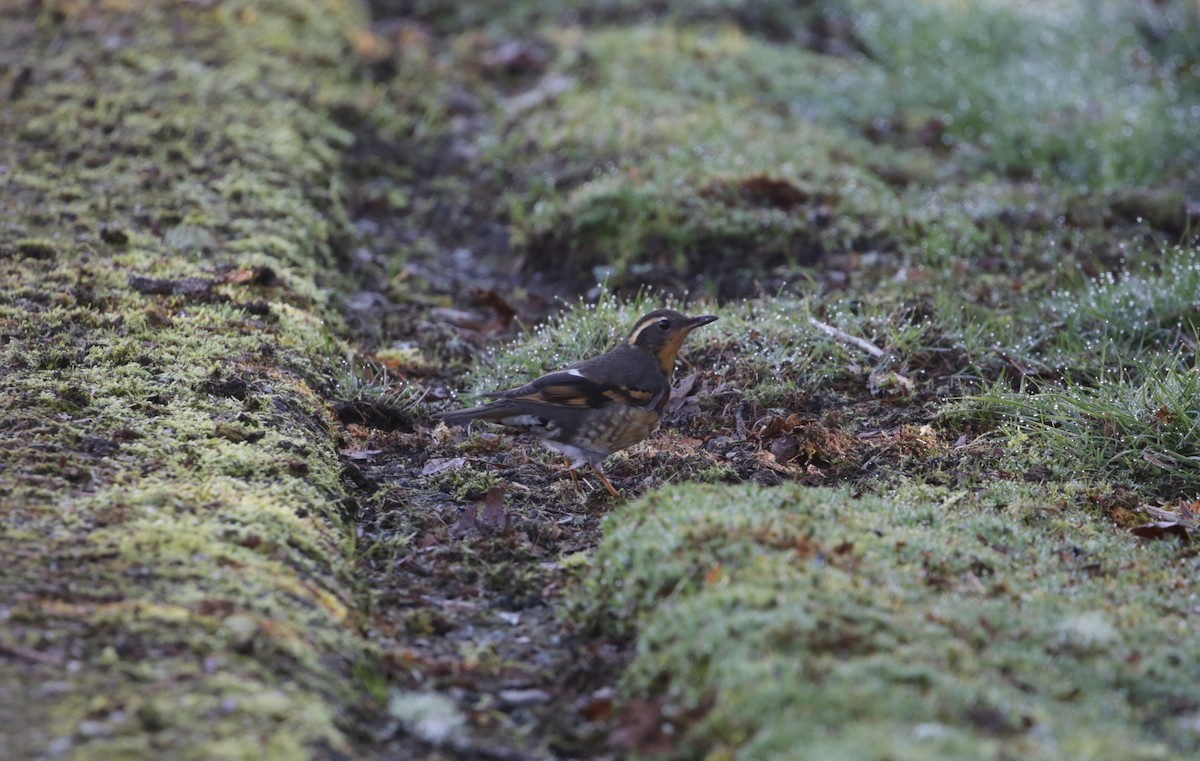 Varied Thrush - ML616136587