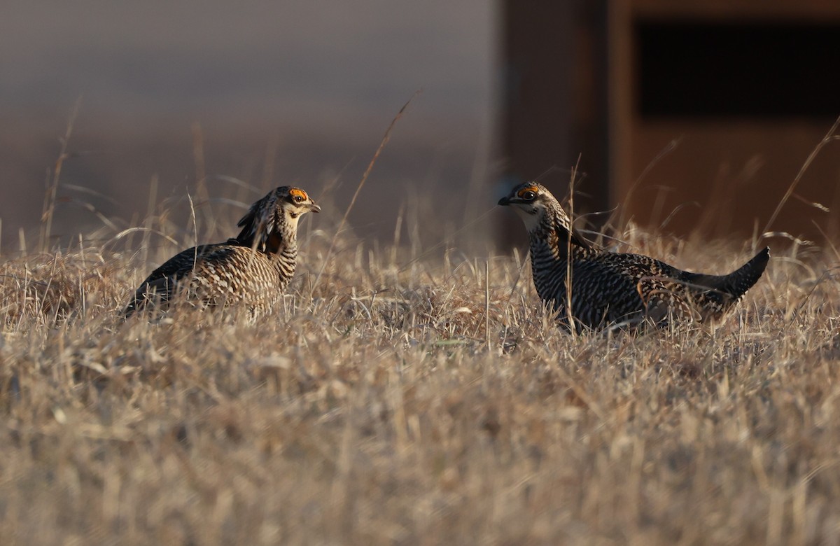Greater Prairie-Chicken (pinnatus) - David Cunningham