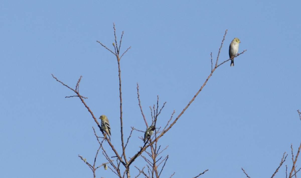 American Goldfinch - ML616136590