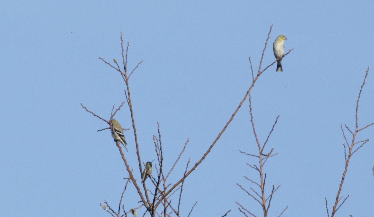American Goldfinch - ML616136591