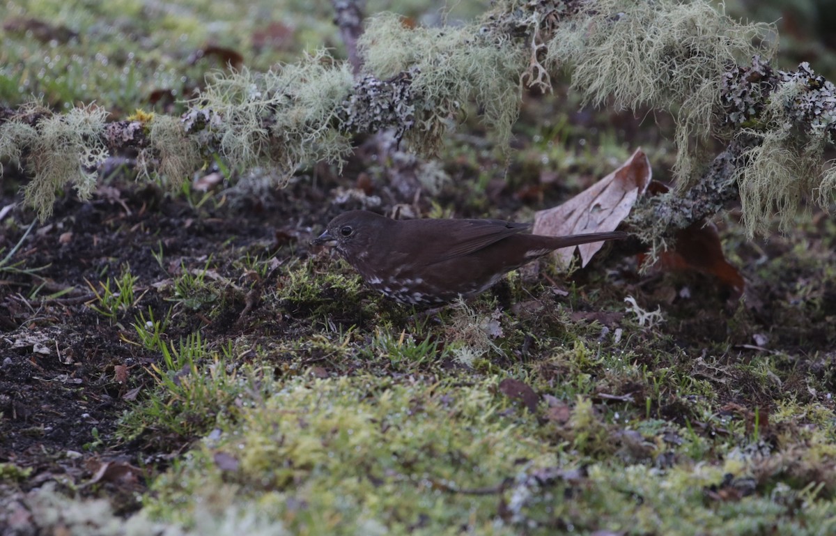 Fox Sparrow - ML616136596