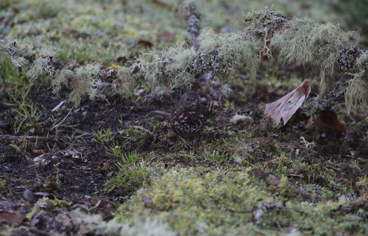 Fox Sparrow - ML616136597