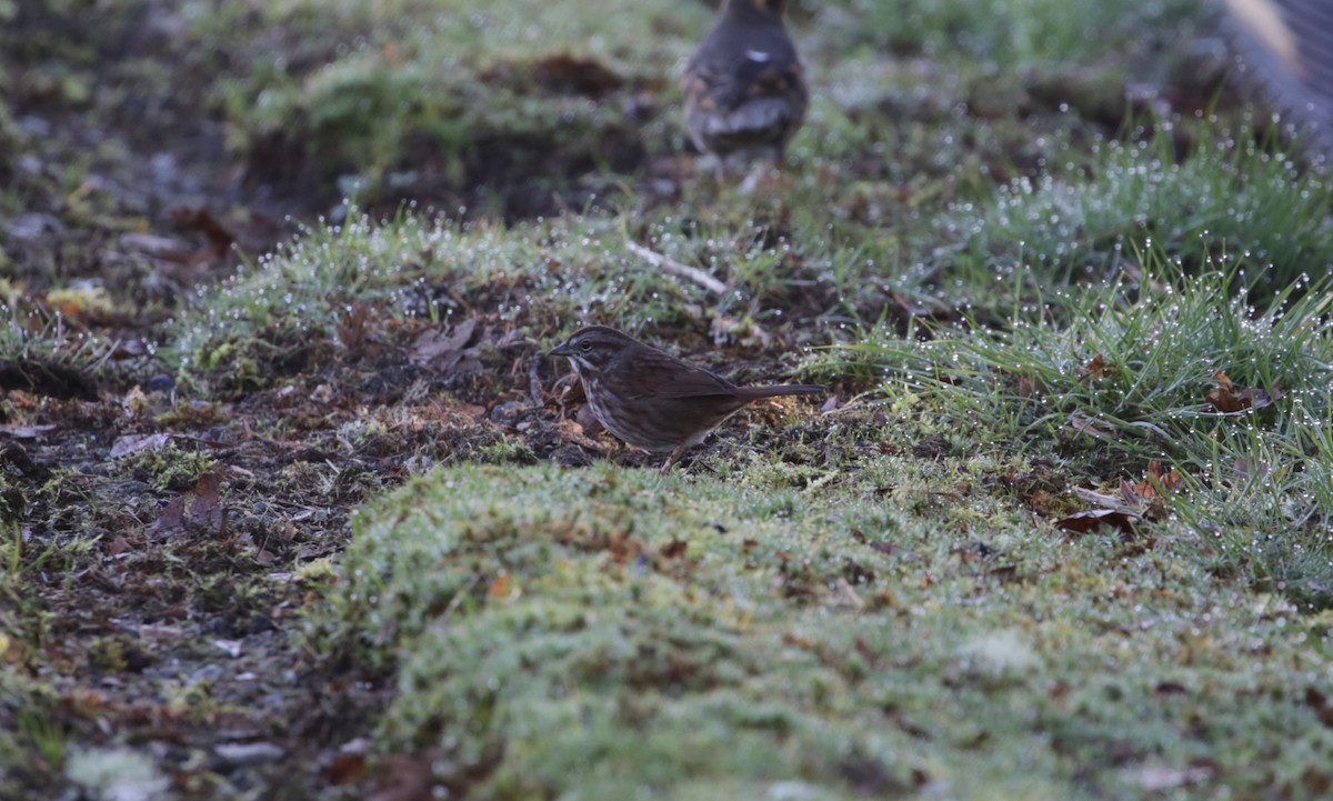Song Sparrow - ML616136602