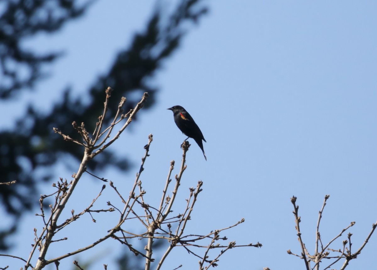 Red-winged Blackbird - ML616136606