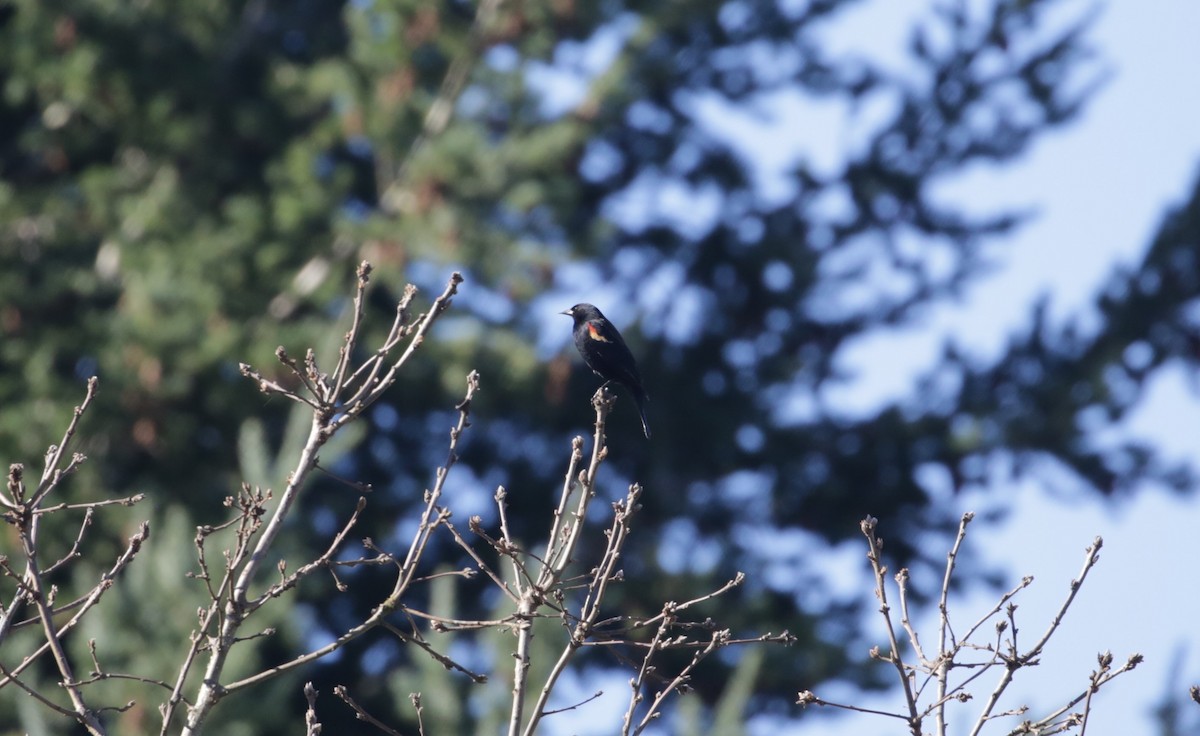 Red-winged Blackbird - ML616136608