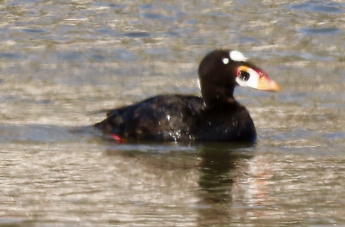 Surf Scoter - ML616136667