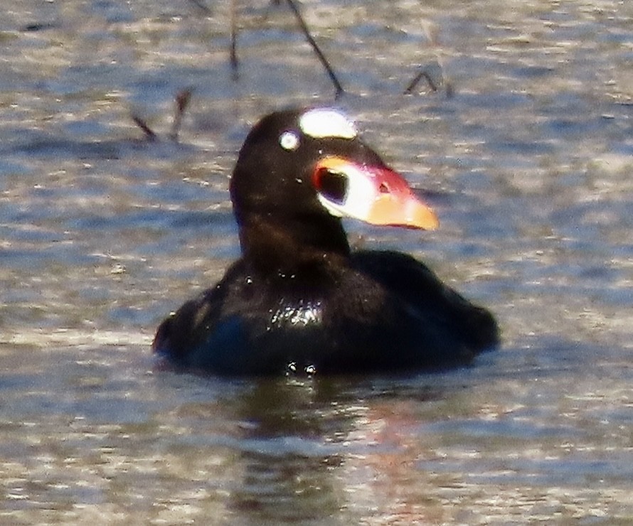 Surf Scoter - ML616136668