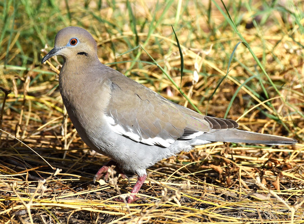 White-winged Dove - ML616136670