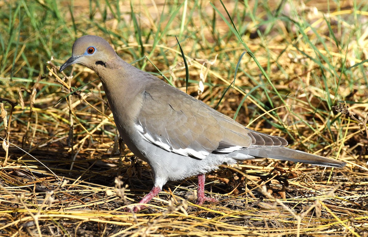 White-winged Dove - ML616136672