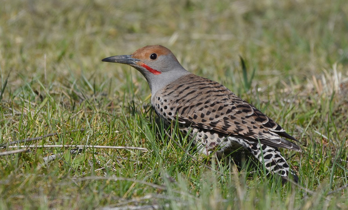 Northern Flicker - Christopher Lindsey