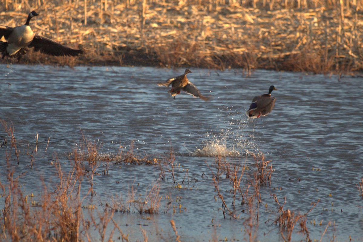 Mallard - Noah Chambers