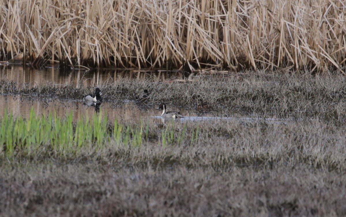 Northern Pintail - Samuel Hain