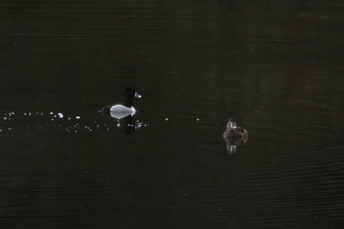 Ring-necked Duck - ML616136741