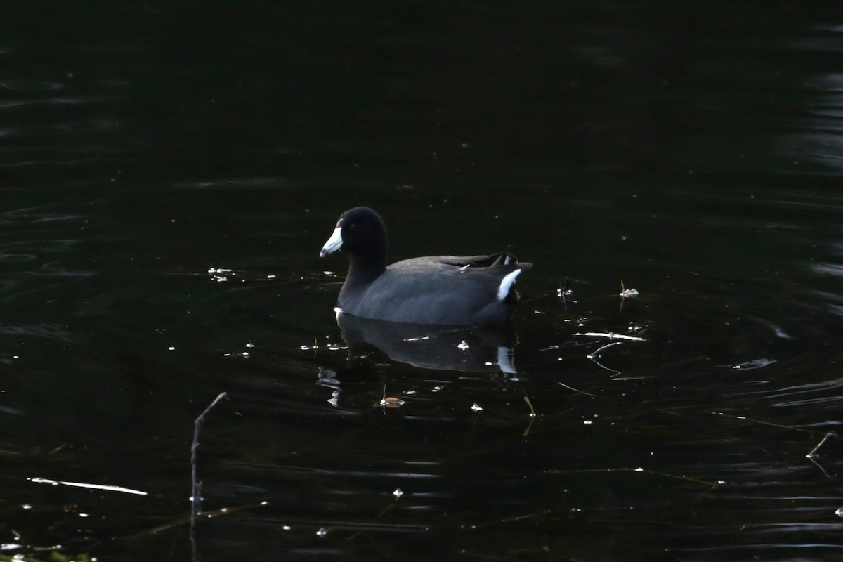 American Coot - Samuel Hain