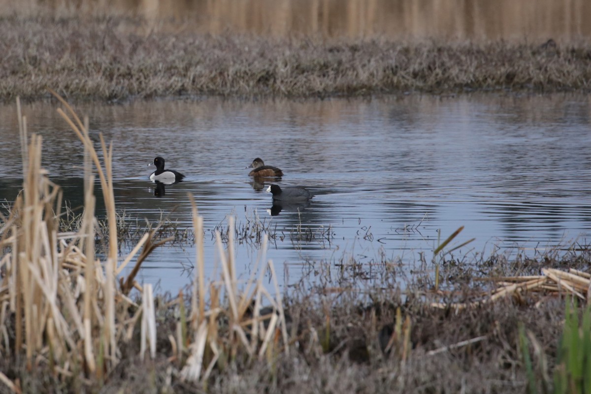 American Coot - Samuel Hain