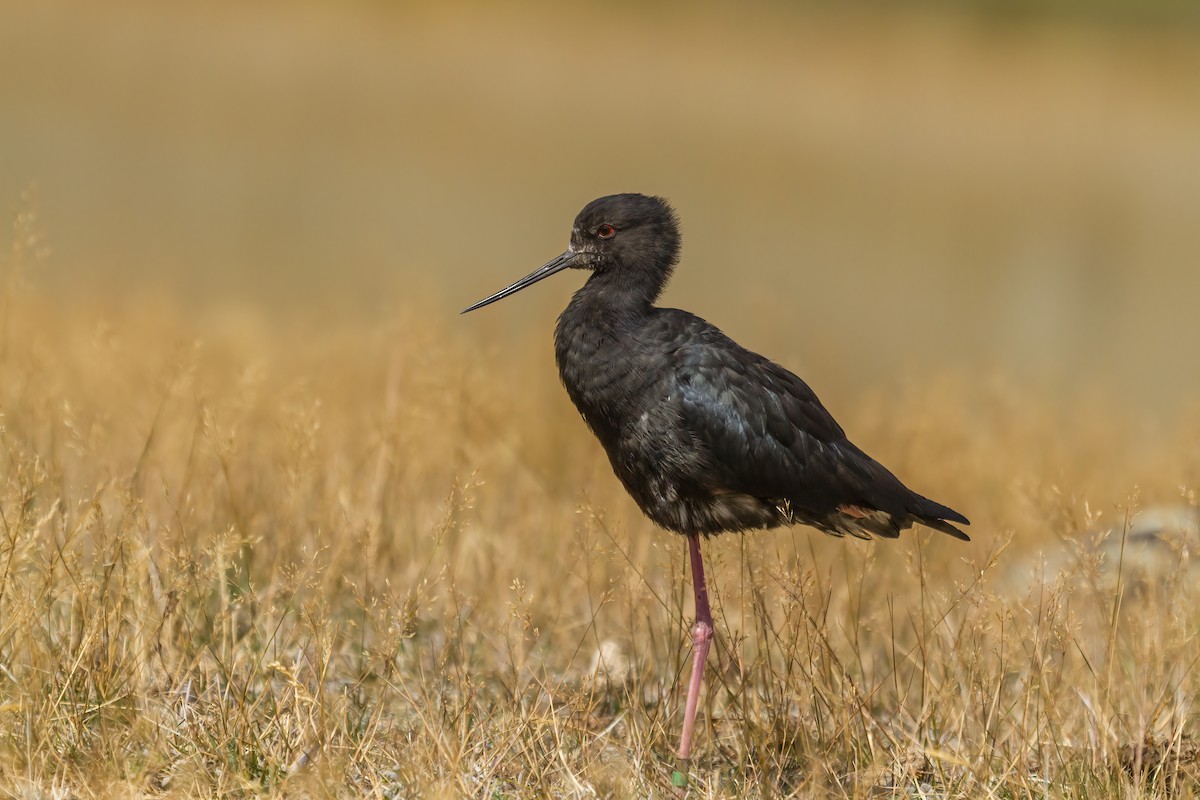 Black Stilt - ML616136767