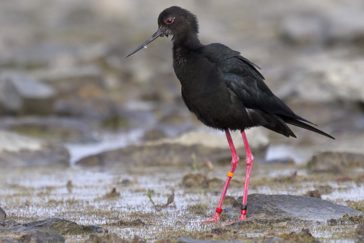 Black Stilt - Glenda Rees