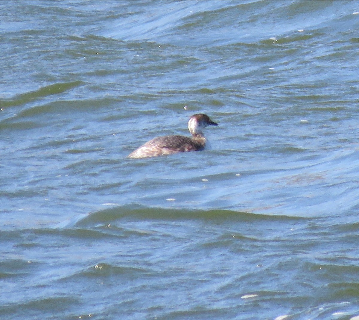 Horned Grebe - Jo-Ann Moore