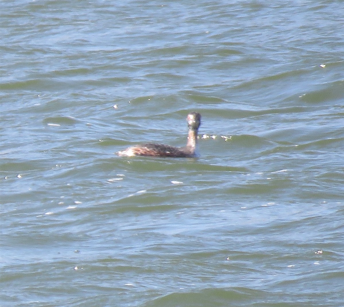 Horned Grebe - Jo-Ann Moore