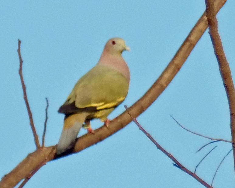 Pink-necked Green-Pigeon - ML616136972