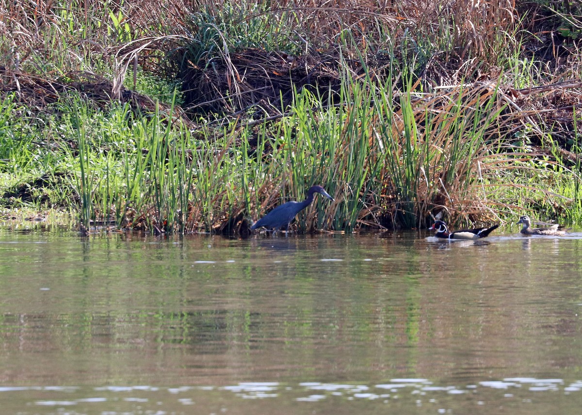 Little Blue Heron - ML616137024