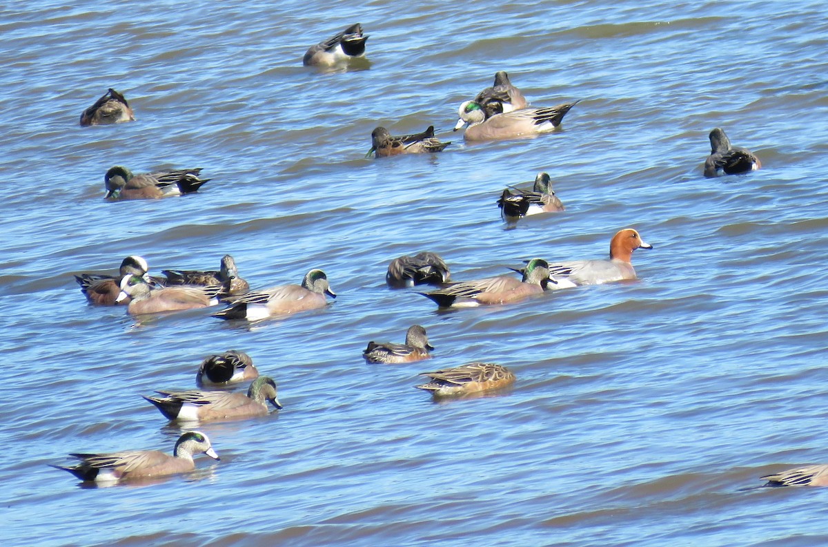 Eurasian Wigeon - ML616137086