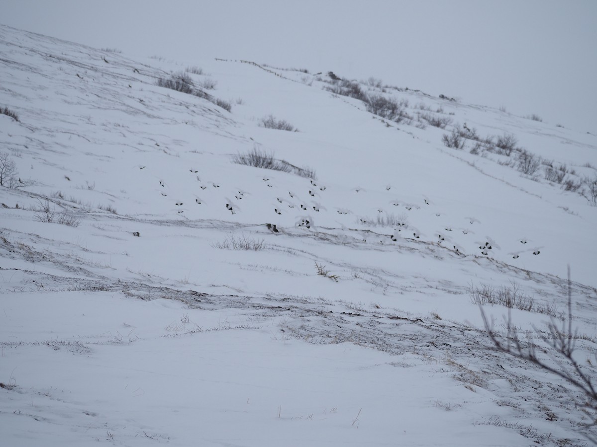 Rock Ptarmigan - ML616137090