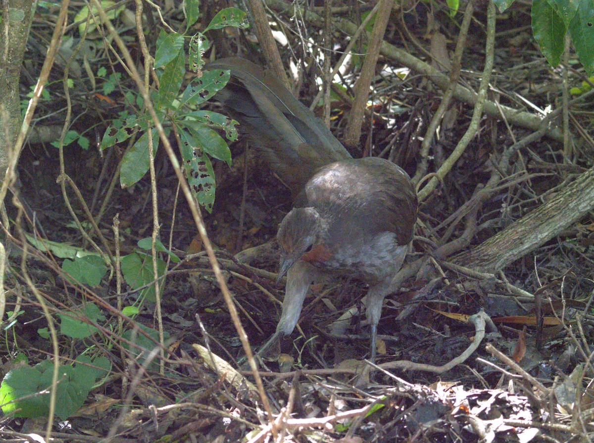 Superb Lyrebird - ML616137119