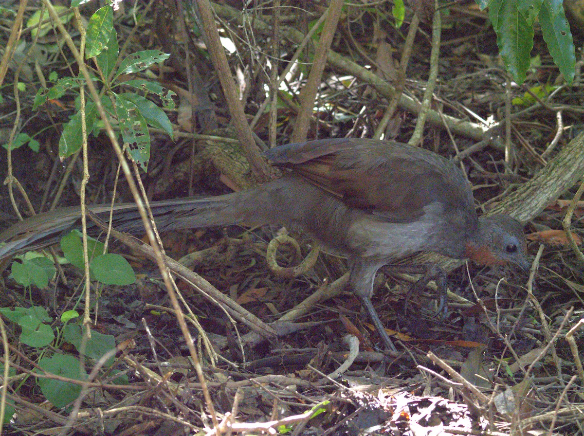 Superb Lyrebird - ML616137120