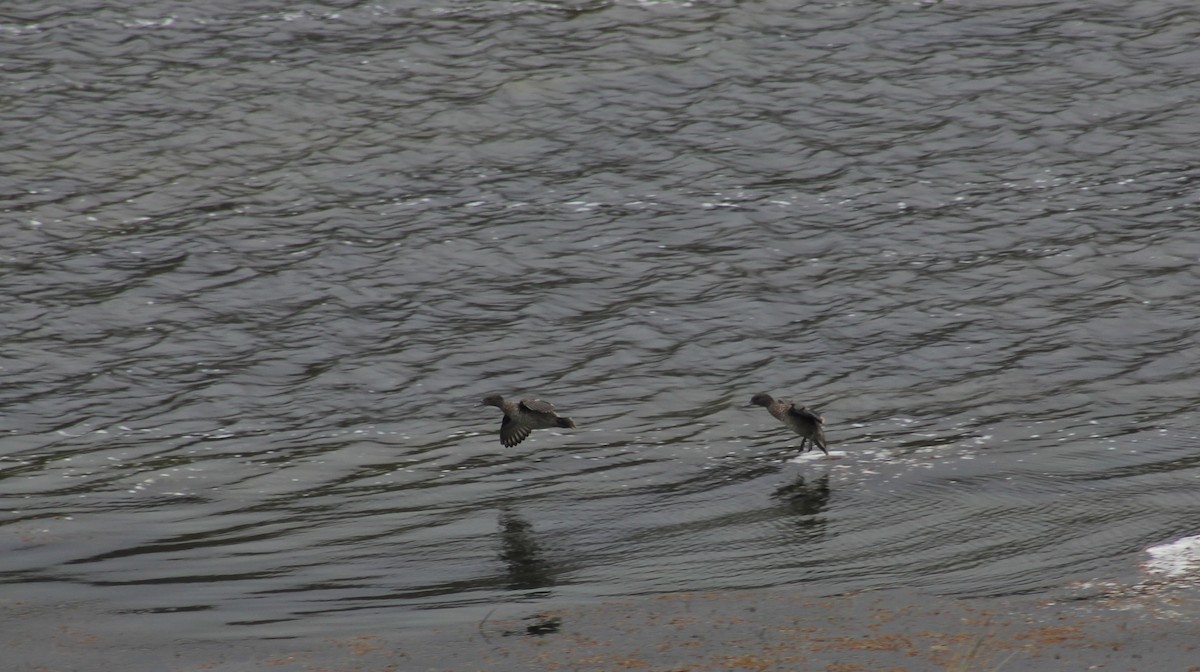 Andean Teal (Andean) - ML616137124