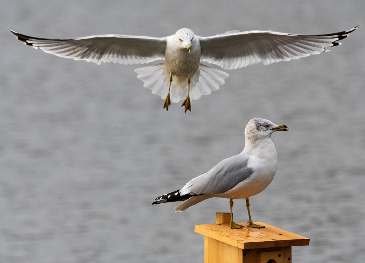 Ring-billed Gull - ML616137126