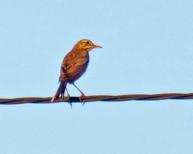 Paddyfield Pipit - ML616137132