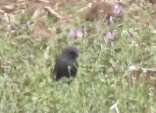 Brewer's Blackbird - ML616137200