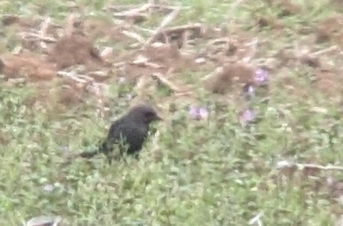 Brewer's Blackbird - ML616137202