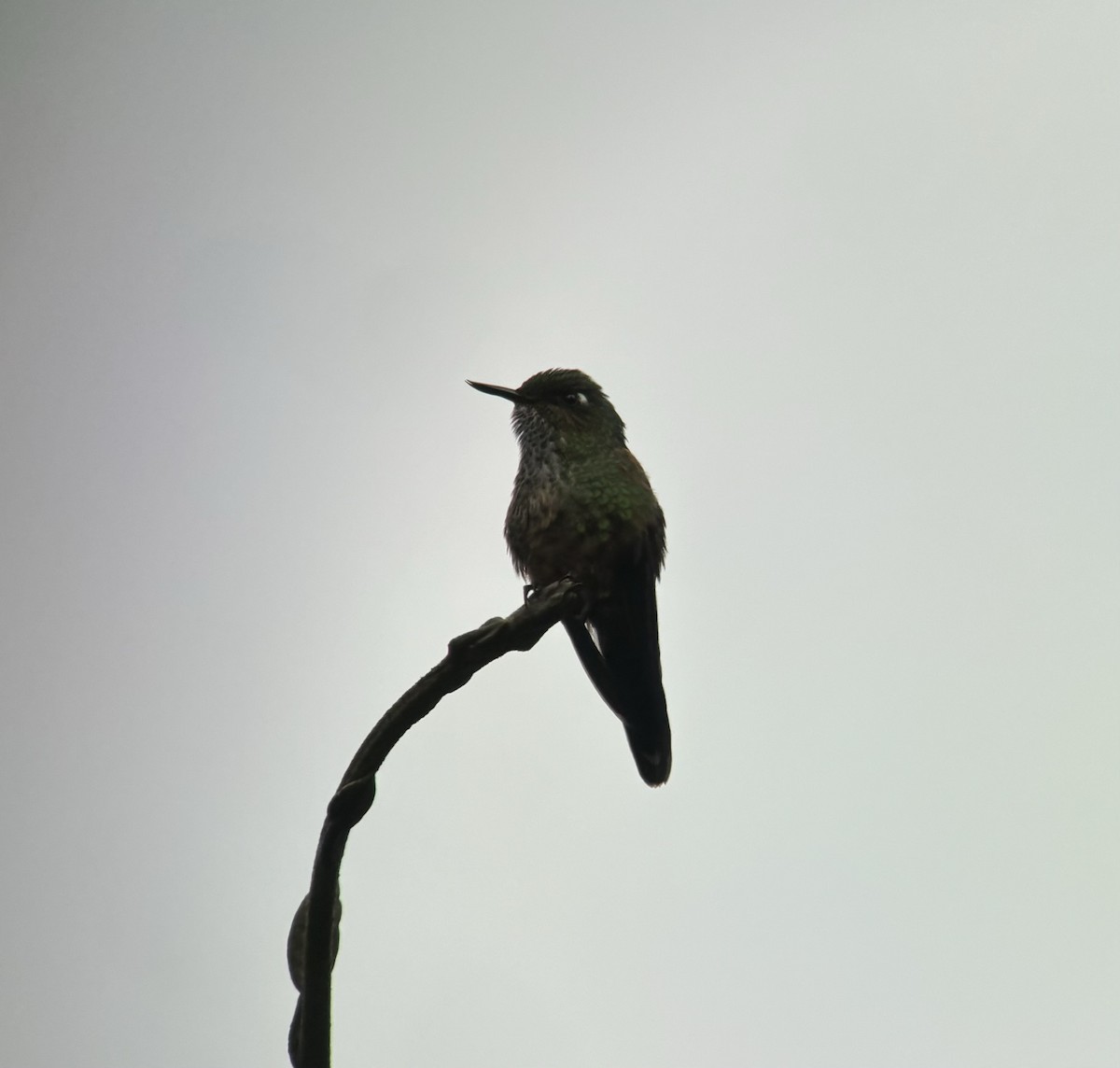 kolibřík ostrozobý - ML616137212