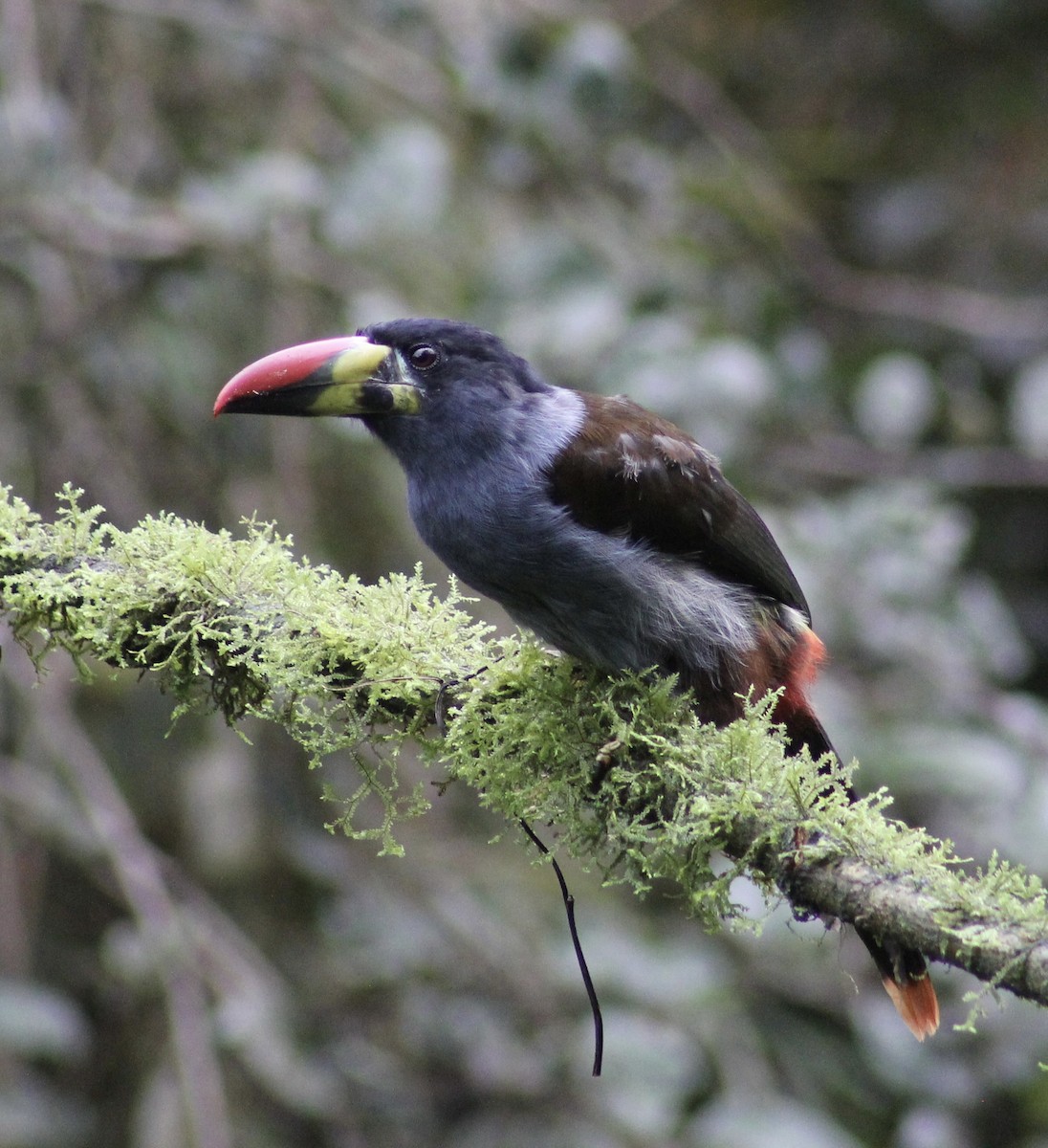 Gray-breasted Mountain-Toucan - ML616137225