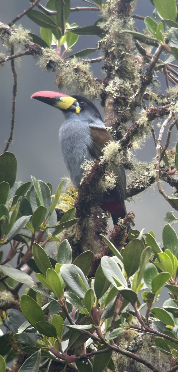 Gray-breasted Mountain-Toucan - ML616137229