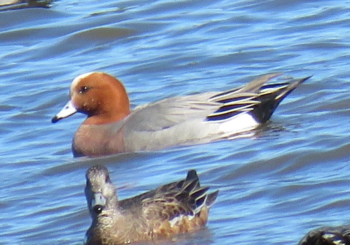 Eurasian Wigeon - ML616137231