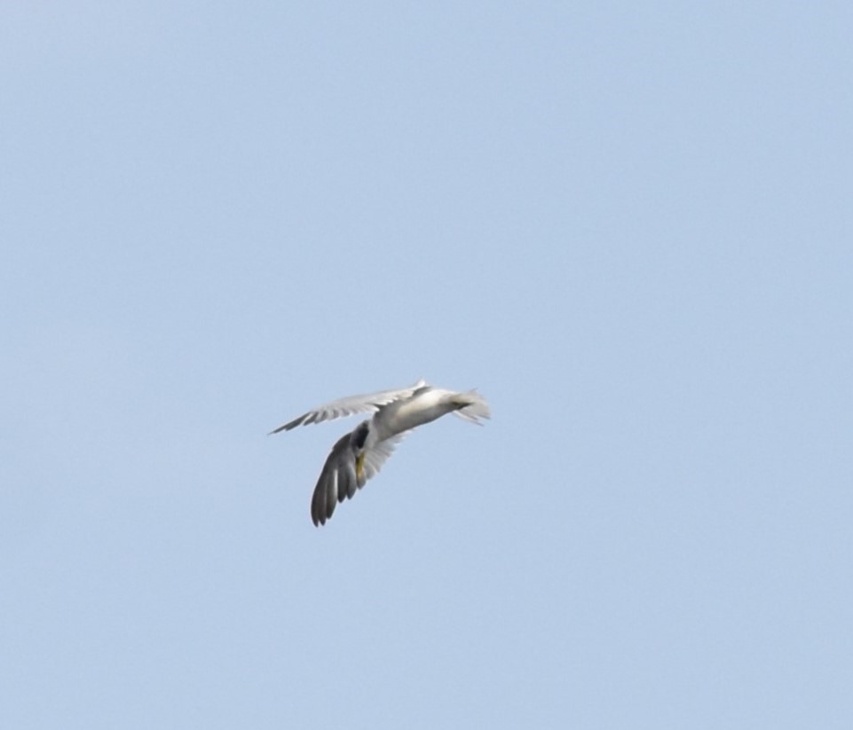 Large-billed Tern - ML616137233