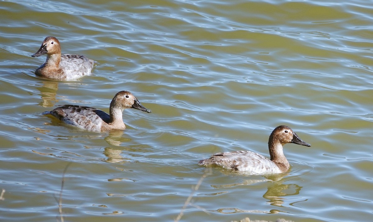 Canvasback - ML616137239