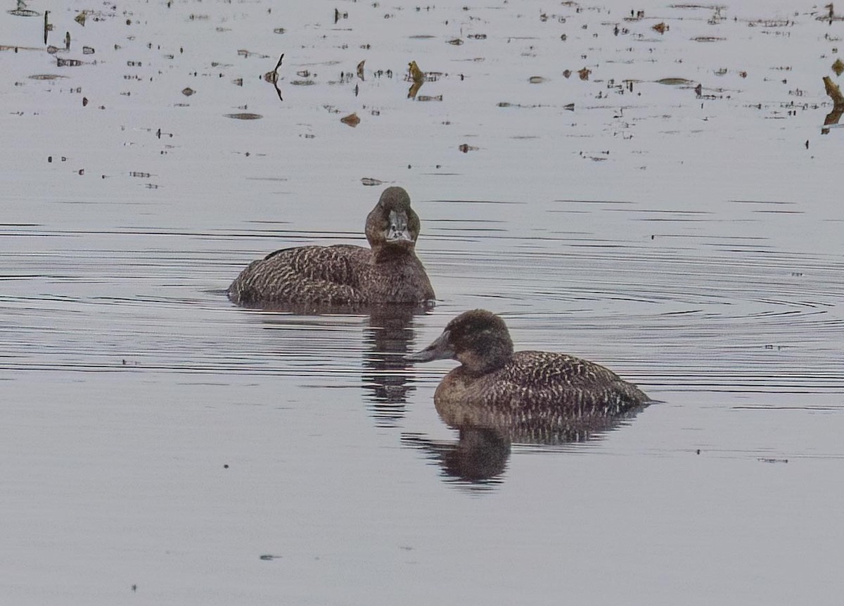 Blue-billed Duck - Louise Summerhayes