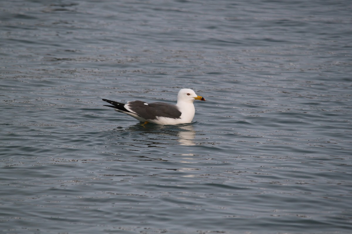 Gaviota Japonesa - ML616137256