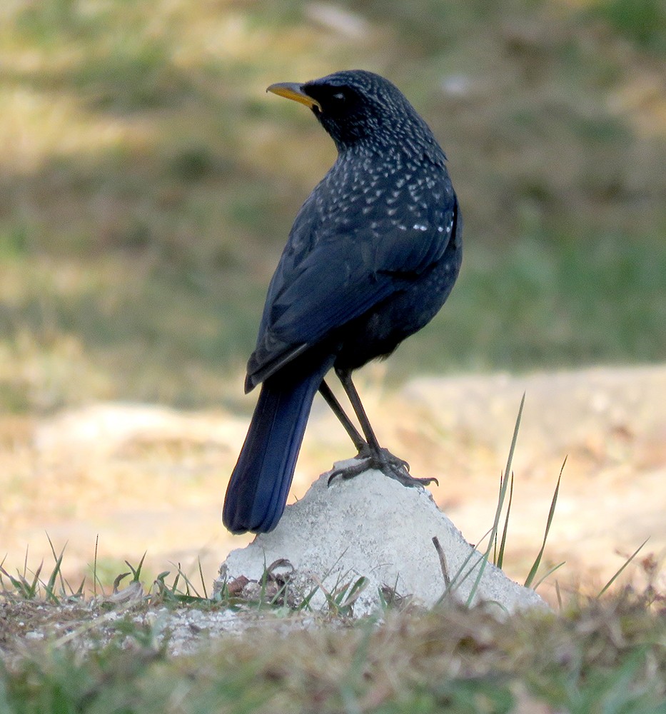 Blue Whistling-Thrush - ML616137263