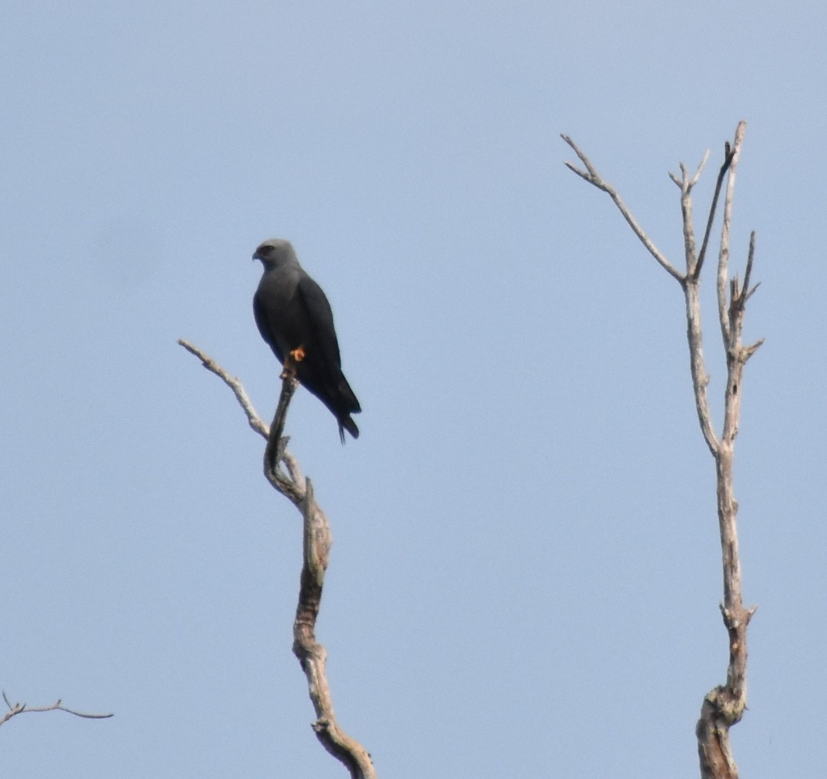 Plumbeous Kite - ML616137269