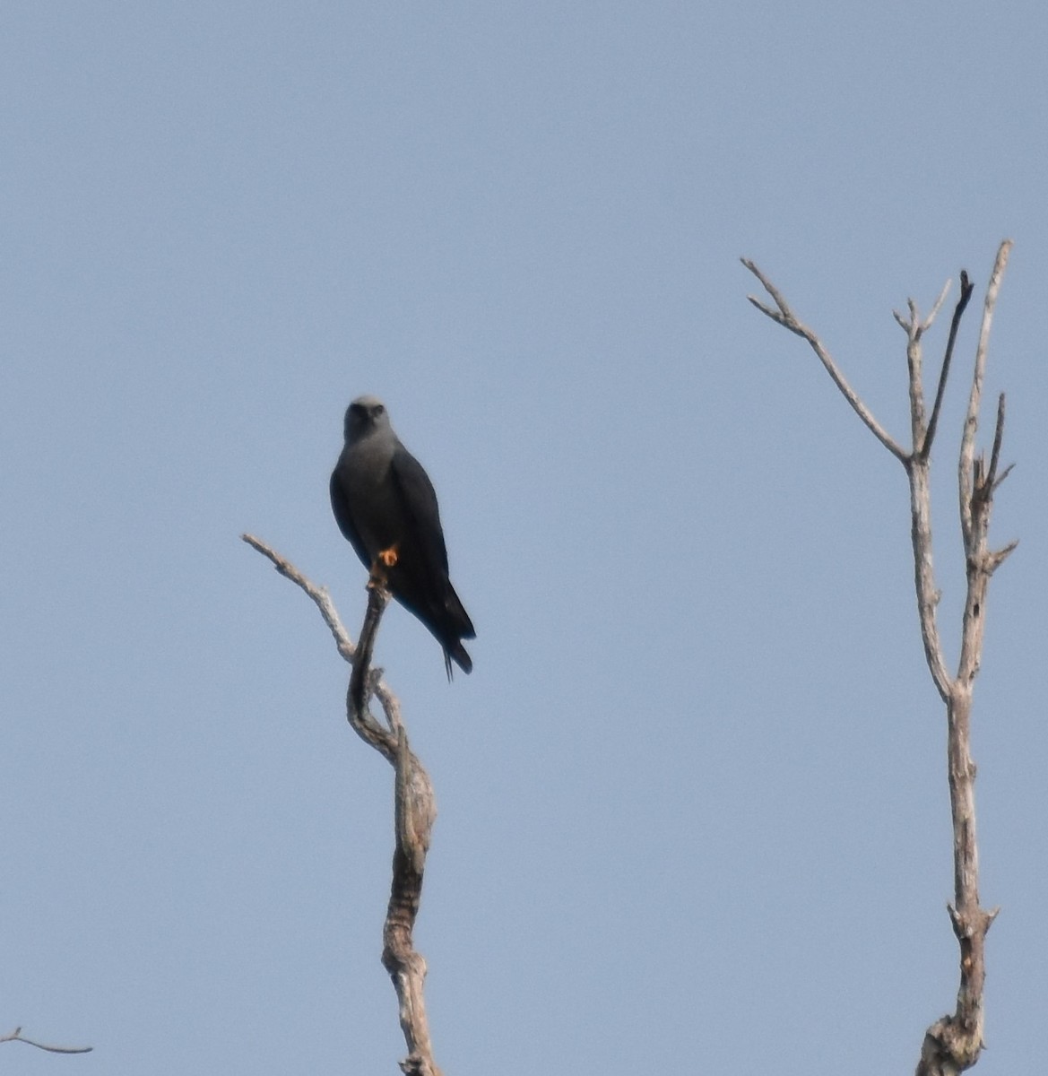 Plumbeous Kite - ML616137270