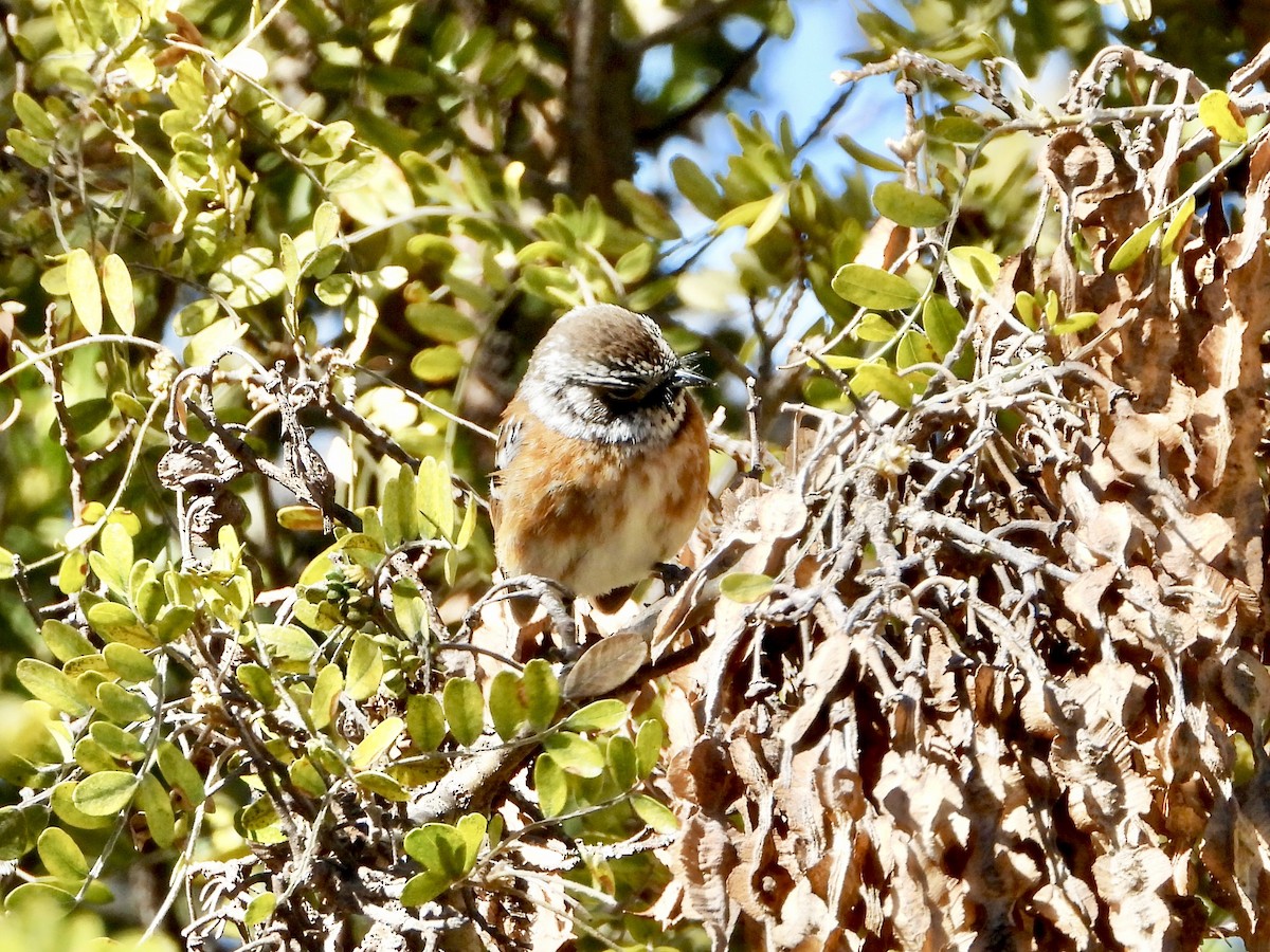 Hawaii Elepaio - ML616137271